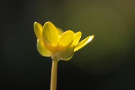 花, 自然, 黄色