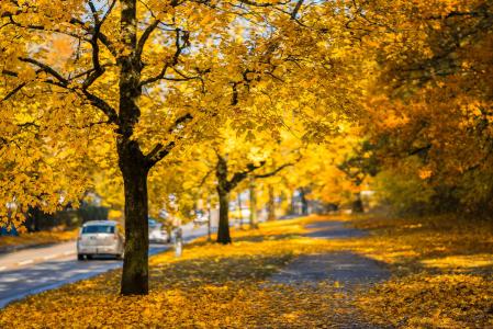 秋天, 秋天的色彩, 汽车, 多彩, 农村, 驾驶, 环境