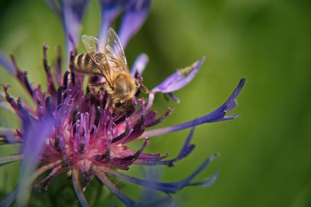 矢车菊, 蜜蜂, 花, 蓝色, 开花, 绽放, 夏季