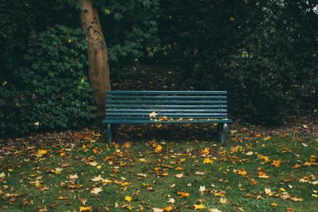 板凳, 公园, 草, 树木, 叶子, 秋天, 秋天