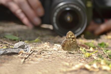 fotographer, 蝴蝶, 镜头, 自然, 美丽, 焦点, 光学