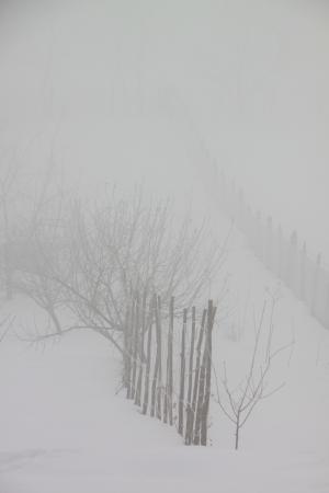 感冒, 雾, 雾, 早上, 雪, 自然, 冬天
