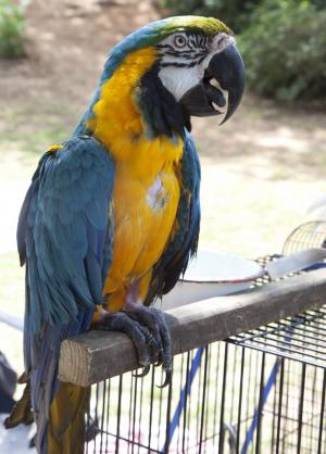 鹦鹉, 鸟, 多彩, 羽毛, 栖息, 热带, 蓝色和黄色的金刚鹦鹉