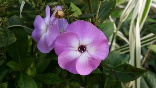 花, 紫色, 紫色的小花, 开花, 花香, 花园, 绿色