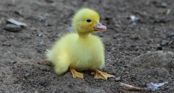 小鸭, 鸟类, 黄色, 蓬松, 鸡, 小, 可爱