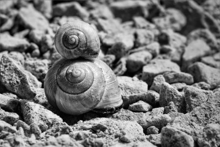 蜗牛, 壳, 蜗牛壳, 黑色和白色, 爬行动物, 蜗牛的壳, 花园里的蜗牛