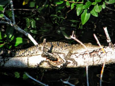 短吻鳄, 佛罗里达州, 沼泽地, 国家公园, 鳄鱼, 夏季, 假期