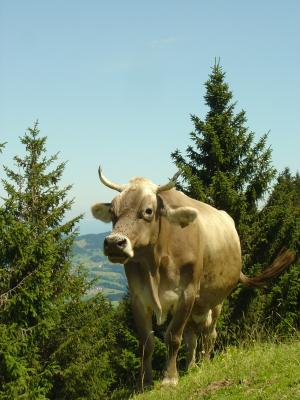 山脉, 母牛, 线索, alm, 瑞士