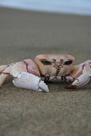 螃蟹, 沙子, 海滩, 海洋, 甲壳动物, 海洋, 爪
