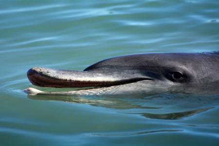 海豚, 哺乳动物, 海洋哺乳动物, meeresbewohner, 动物, 弹, 西澳大利亚