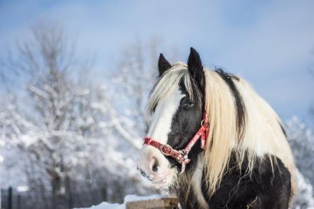 马, 冬天, 雪, 动物, 自然, 白色, 种马