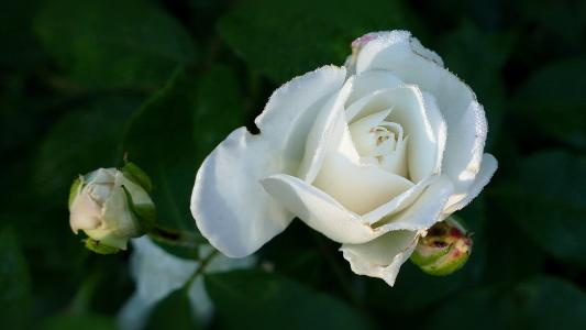上升, 玫瑰白, bume 白, 开花, 绽放, 自然, 玫瑰绽放