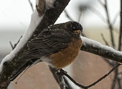 知更鸟, 鸟, 弗吉尼亚州, 冬天, 感冒, 树, 野生
