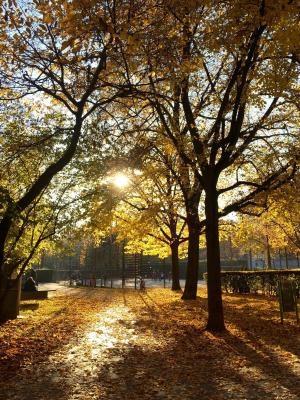 秋天, 树木, 光, 太阳, 叶子, 秋天的落叶, 秋天的心情