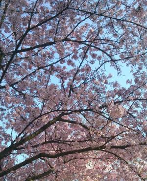 野生樱桃树, 树, 粉色, 天空, 自然, 粉红色的颜色, 春天