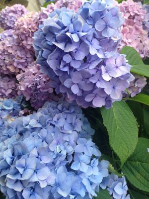 绣球花, 6 月, 自然, 植物, 紫色, 花, 夏季