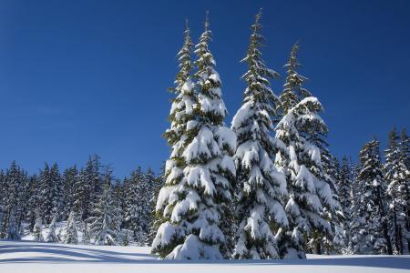 雪, 松树, 冬天, 覆盖物, 常青树, 芒特学士, 德舒特国家森林