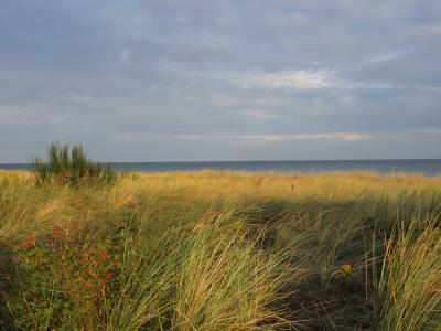 沙丘, 波罗地海, 海, 沙丘草, 海岸, 滨海景观, 秋天