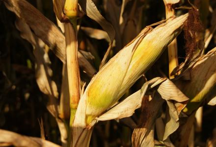 玉米, 粮食, 玉米棒, 秋天, 背景, 收获, 字段