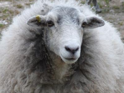 母羊, 羊, 自然, 农场, 农业, 动物, 羊毛