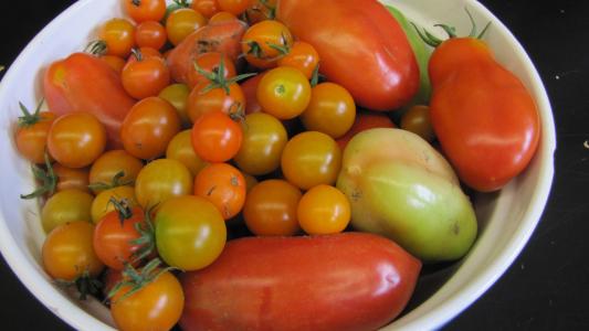 西红柿, 夏季, 收获, 新鲜, 有机, 素食主义者