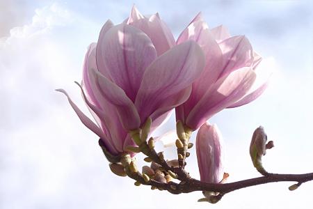 郁金香玉兰, 玉兰 x soulangiana, 树, 春天, 自然, 植物, 粉红色的颜色