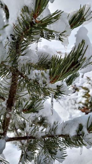 松果, pin, 常绿, 树, 雪, 冬天, 冰柱