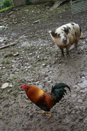 鸡, 猪, 农场, 泥浆, 动物, 农业, 家禽
