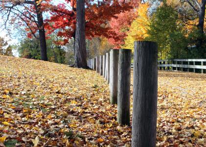 秋天, 叶子, 颜色, 秋天, 栅栏, 公园, 徒步旅行