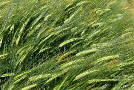 大麦, 由柴坦尼亚 k, 作物