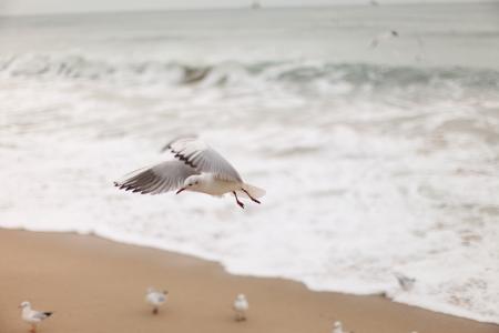 海鸥, 新增功能, 海, 鸟, 海滩, 自然, 沙子