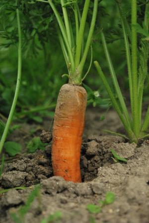 蔬菜, 园丁, 蔬菜, 农业, 自然, 增长, 污垢