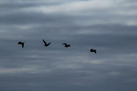 鸟类, 云彩, 天空, 飞, 群, 群鸟, 鸟