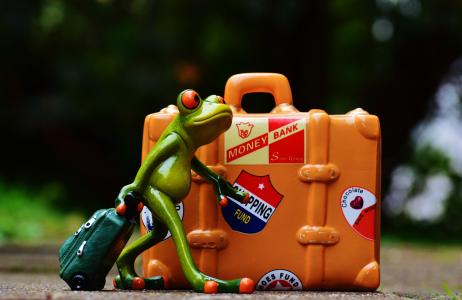 青蛙, 旅行, 假日, 乐趣, 有趣, 图, 走开