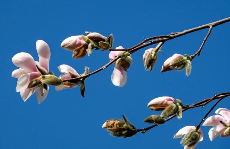 木兰, 玉兰花, 花, 粉色, 白色, 观赏植物, magnoliengewaechs