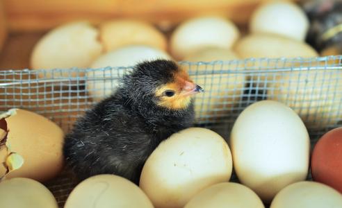 小鸡, 鸡蛋, 破壳而出, 蛋壳, 鸡, 壳, 年轻的动物