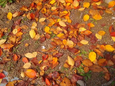 秋天, 秋天的落叶, 叶子, 景观, 叶, 自然, 黄色