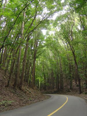 人造森林, 薄荷岛, 菲律宾, 人为, 森林, 道路, 自然