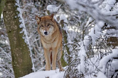 狼, 蒙古语, 蒙古狼, 捕食者, 雪, 野生动物摄影, 危险