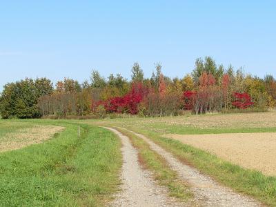 车道, 树木, 景观, 秋天, 字段