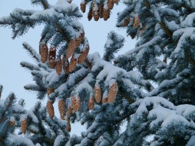 冬天, 雪, 树木, 森林, 水龙头, 松果, 冷杉