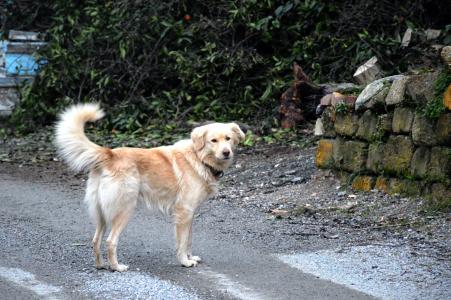 狗, 金毛猎犬, 土耳其