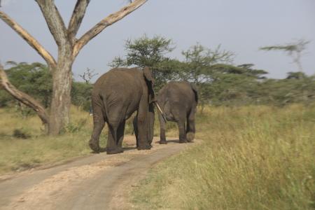 大象, 非洲, 塞伦盖蒂, 坦桑尼亚, 自然, 野生动物, 动物