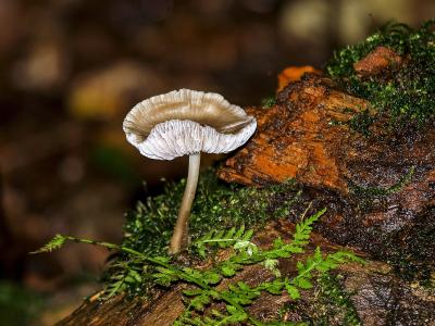 蘑菇, 森林, 秋天, 自然, 真菌, 赛季, 特写