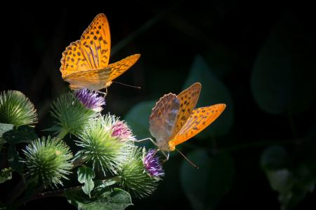 蝴蝶, 关闭, 详细信息, 自然, 橙色, 银豹纹, 昆虫