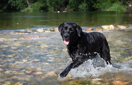 拉布拉多, 狗, 黑色的狗, 狗者, 河, 水, 的运动