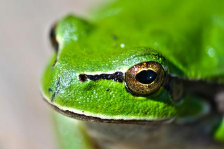 特写, 摄影, 绿色, 青蛙, 动物, 绿色的小青蛙, 青蛙的眼睛