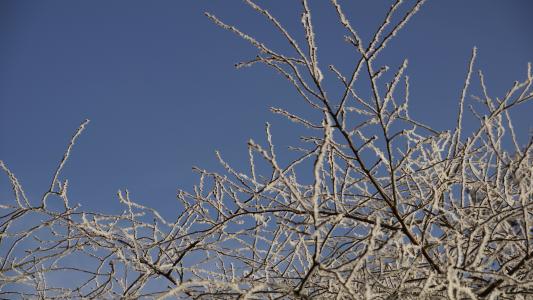 树, 白色, 圣诞节, 冬天, 冰, 雪, 水晶