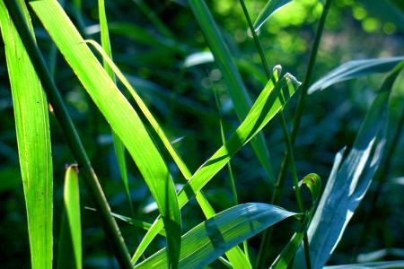 芦苇, 自然, 池塘里植物, 叶, 植物, 绿色的颜色, 增长