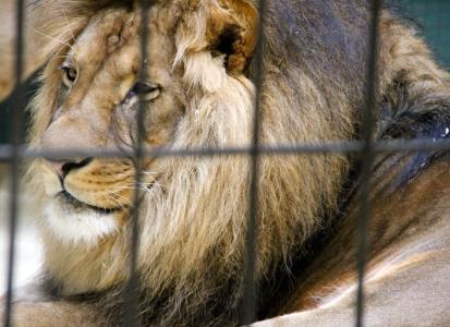 笼子里, 抓到, 动物园, 动物, 狮子, 猫, 动物世界